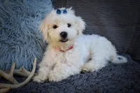  Baxter 🐶, a male Maltese for sale in Fresno, OH – 4 of 10