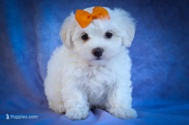 Diamond✨ – Maltese puppy for sale in Fresno, OH