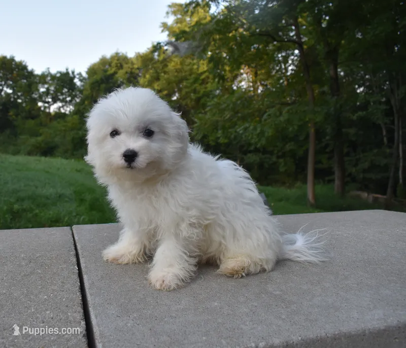  Blake  – Maltese puppy for sale in Fresno, OH