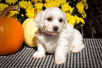 Dream 🐾, a female Maltese for sale in Fresno, OH – 4 of 10