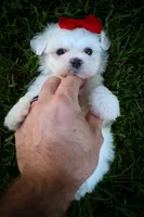 Mirella 💗, a female Maltese for sale in Fresno, OH – 8 of 10