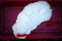Mirella 💗, a female Maltese for sale in Fresno, OH – 4 of 10