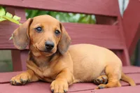 Scooter 🐾, a male Dachshund for sale in Fresno, OH – 3 of 8