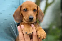 Scooter 🐾, a male Dachshund for sale in Fresno, OH – 2 of 8