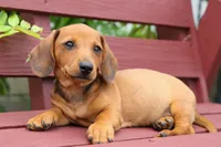 Scooter 🐾, a male Dachshund for sale in Fresno, OH – 5 of 8