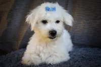   Bryson🐾  , a male Maltese for sale in Fresno, OH – 4 of 10