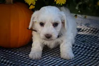 Darling💗, a female Maltese for sale in Fresno, OH – 2 of 10