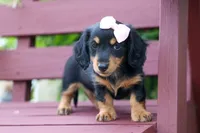 Tessa 💞, a female Miniature Dachshund for sale in Fresno, OH – 2 of 8