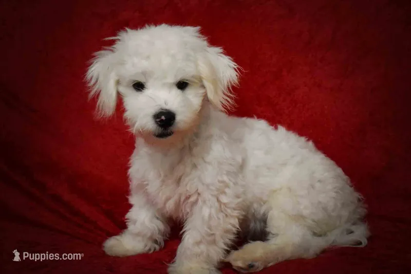 Baxter 🐶 – Maltese puppy for sale in Fresno, OH