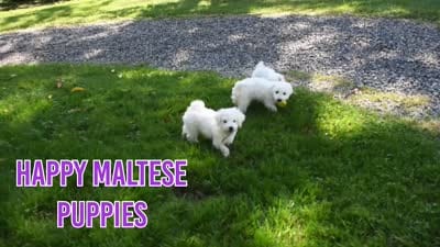 Baxter 🐶, a male Maltese for sale in Fresno, OH – 8 of 10