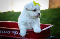  Miley 🎀, a female Maltese for sale in Fresno, OH – 9 of 10