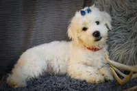  Baxter 🐶, a male Maltese for sale in Fresno, OH – 2 of 10
