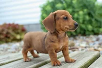 Tyson 💙, a male Miniature Dachshund for sale in Fresno, OH – 8 of 10