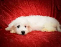   Bryson🐾  , a male Maltese for sale in Fresno, OH – 2 of 10