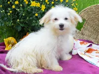 Rusty ✨, a male Maltese for sale in Fresno, OH – 8 of 9