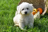  Tucker🐶, a male Bichon Frise for sale in Fresno, OH – 6 of 10
