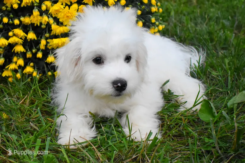  Baxter 🐶 – Maltese puppy for sale in Fresno, OH