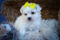  Miley 🎀, a female Maltese for sale in Fresno, OH – 7 of 10