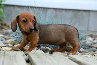 Snoopy💙, a male Dachshund for sale in Fresno, OH – 3 of 10