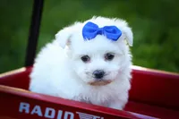 Marley ✨, a male Maltese for sale in Fresno, OH – 5 of 9