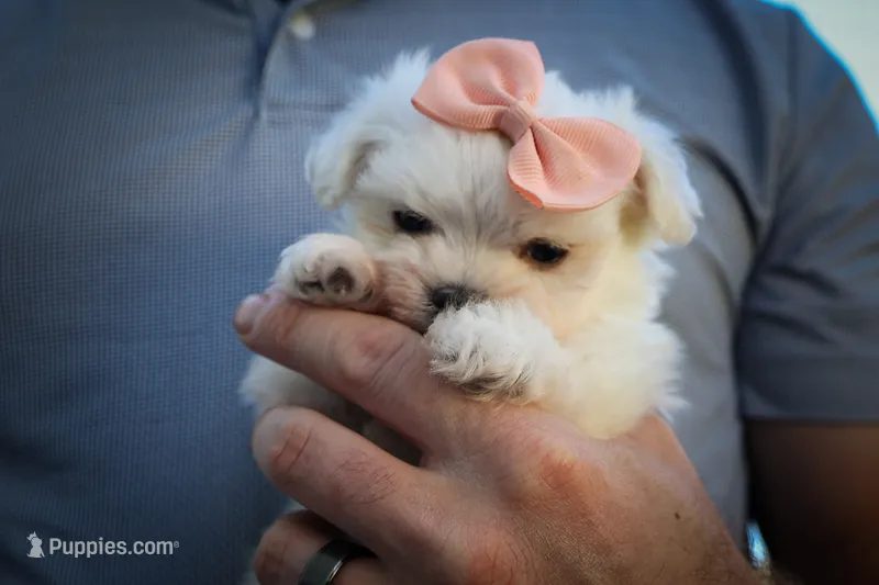 Melodie 💕  – Maltese puppy for sale in Fresno, OH