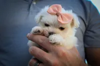 Melodie 💕 , a female Maltese for sale in Fresno, OH – 1 of 10