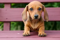 Sasha 🩷, a female Dachshund for sale in Fresno, OH – 2 of 8