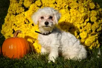 Mason 🦴, a male Maltese for sale in Fresno, OH – 3 of 10