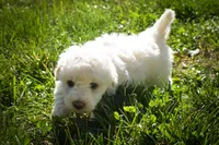 Dixie🎀, a female Maltese for sale in Fresno, OH – 3 of 9