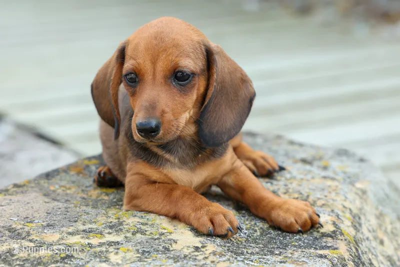 Sweet Pea 🎀 – Dachshund puppy for sale in Fresno, OH