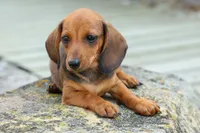 Sweet Pea 🎀, a female Dachshund for sale in Fresno, OH – 8 of 10