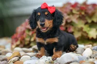 Tucker 🐶, a male Miniature Dachshund for sale in Fresno, OH – 3 of 8