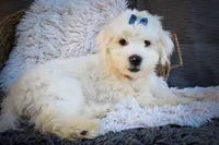  Baxter 🐶, a male Maltese for sale in Fresno, OH – 1 of 10