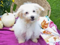 Rusty ✨, a male Maltese for sale in Fresno, OH – 7 of 9