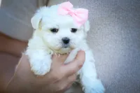 Maribel ❤️, a female Maltese for sale in Fresno, OH – 5 of 10