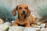 Sasha 🩷, a female Dachshund for sale in Fresno, OH – 4 of 8