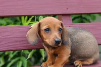 Snoopy💙, a male Dachshund for sale in Fresno, OH – 2 of 10