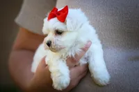 Mirella 💗, a female Maltese for sale in Fresno, OH – 3 of 10