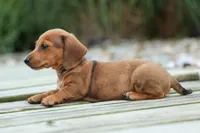 Tyson 💙, a male Miniature Dachshund for sale in Fresno, OH – 5 of 10
