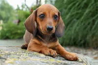 Sweet Pea 🎀, a female Dachshund for sale in Fresno, OH – 9 of 10