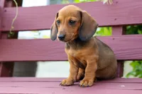 Sabrina 💝, a female Dachshund for sale in Fresno, OH – 2 of 9