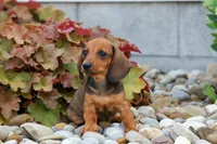 Sweet Pea 🎀, a female Dachshund for sale in Fresno, OH – 7 of 10