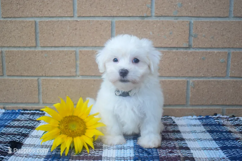 Roscoe💙   – Maltese puppy for sale in Fresno, OH