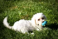 Mason 🦴, a male Maltese for sale in Fresno, OH – 8 of 10