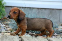 Snoopy💙, a male Dachshund for sale in Fresno, OH – 7 of 10