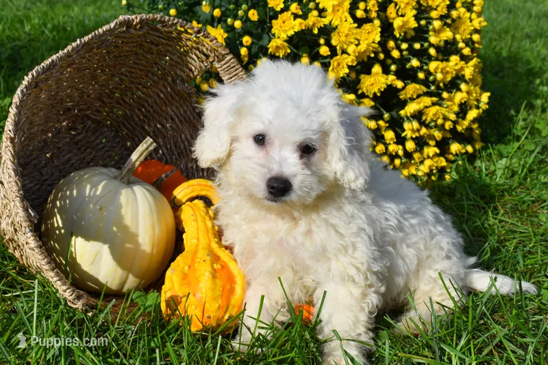   Tyler💙 – Bichon Frise puppy for sale in Fresno, OH