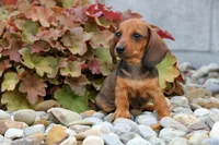 Sweet Pea 🎀, a female Dachshund for sale in Fresno, OH – 3 of 10