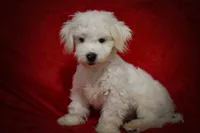  Baxter 🐶, a male Maltese for sale in Fresno, OH – 5 of 10