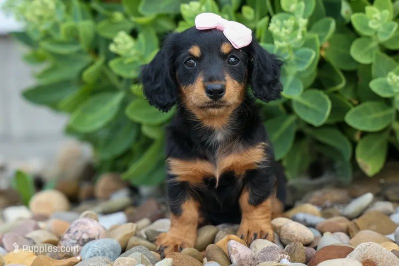 Tessa 💞 – Miniature Dachshund puppy for sale in Fresno, OH