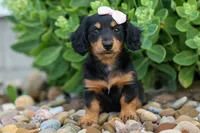 Tessa 💞, a female Miniature Dachshund for sale in Fresno, OH – 1 of 8